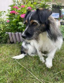 Cleo, kleines Hundemädchen sucht Euch - Langenhagen