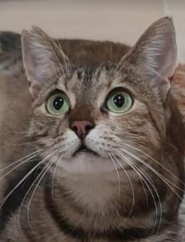 Kimble wurde als Baby ausgesetzt - Ingolstadt