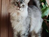 Maine Coon kleine Prinzessin - Bissendorf