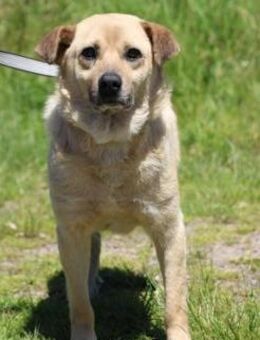 Pablo - ❤️verschmust u. zutraulich❤️ - Lohra