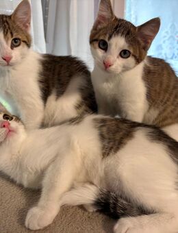 Katzenbabys (Kitten) - Sindelfingen