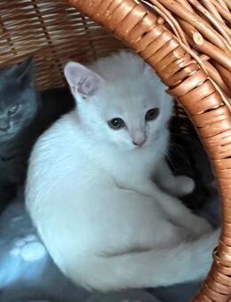 Britisch Kurzhaar Kitten BKH - Hamburg Harburg