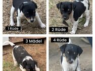 Jack Russel Welpen - Quedlinburg Gernrode