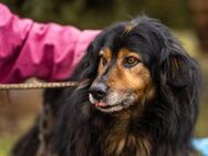 LENNOX - heute freundlich und ruhig - Overath