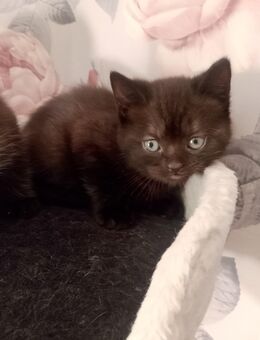 BKH Kitten Britisch Kurzhaar Katzen Kater Schoko, Lilac Tabby - Recklinghausen