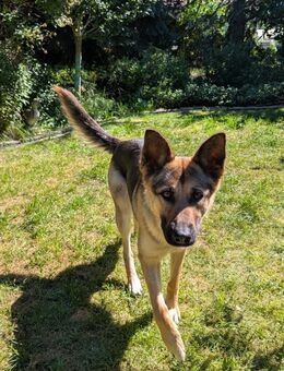 Romi sucht aktive Menschen - Berlin