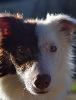 Liebenswerter Border Collie Carlos - Berlin