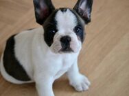 Französische Bulldoggen Welpen suchen liebevolles Zuhause! - Zossen