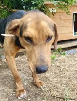 Bracken-Herzenshund KITSOS sucht Zuhause - Sehnde