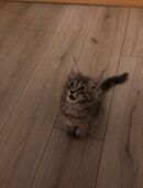 Maine Coon Kitten Mädchen sucht noch ein liebevolles Zuhause in 74226