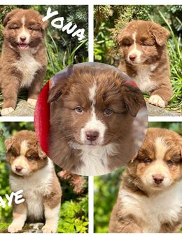 Australian Shepherd Hündinnen Yona u. Faye mit ASCA Papieren. - Hümmel