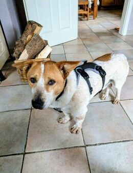 Louis; sucht ruhige, erfahrene Menschen - Geilenkirchen