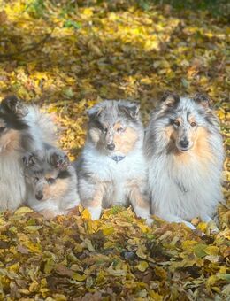 Collie Welpe, 3,5 Monate alt, sucht liebevolles Zuhause 🐾 - Dallgow-Döberitz