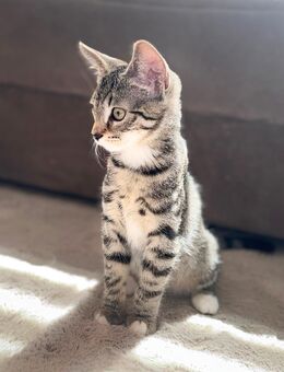 Zwei charmante Katzenmädchen suchen ein anspruchsvolles Zuhause :) - Wuppertal