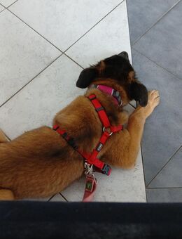 Malinois Hündin - Goch