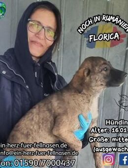 FLORICA - hat noch 5 Geschwisterchen - Waakirchen