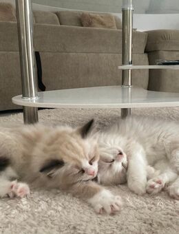 Zauberhafte Samtpfoten suchen ein für-immer zuhause 🐱🐱 ✨ - Bochum