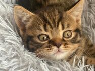 Zuckersüße Britisch Kurzhaar Kitten zu verkaufen - Fürth