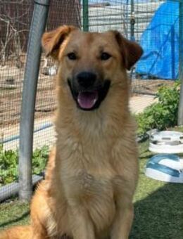 LEO - sucht seine 2. Chance <3 - Velbert