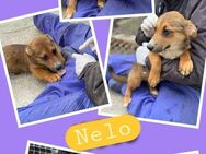 Kleiner Nelo- bald in Pottenstein! - Nürnberg
