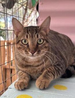 Theo aus dem Tierschutz - Grevenbroich
