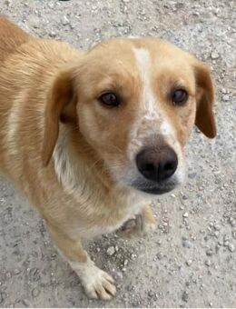 Lucy sucht ein liebevolles Zuhause - Ötisheim