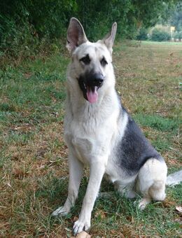 Osteuropäischen Schäferhund Rüden abzugeben - Stauchitz
