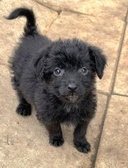 Ben - kleiner Welpenbub 🩵 - Laufen