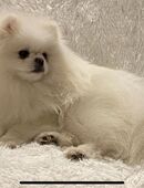 Deckrüde Spitz Zwergspitz Pomeranian SCHNEE WEISS (kein Verkauf) in 58638
