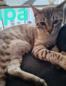 Bengal - Maine Coon Mix Kitten in 99610