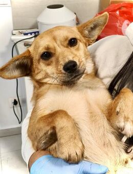 Dory❣️ Sucht dringend ihre Lieblingsmen - Spenge