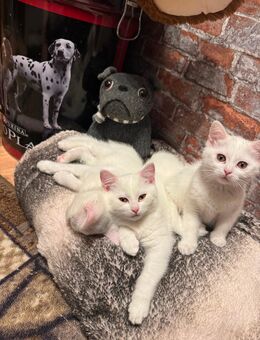 Türkisch Angora/BKH Mix 07.09.25 geboren - Berlin Mitte