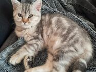 BKH Silver Tabby 4 Monate - Lage (Nordrhein-Westfalen)