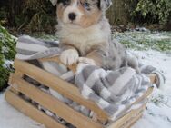 Mini Aussie Welpen Miniatur Australian Shepherd Welpen Welpe