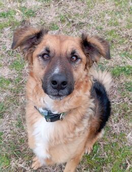 NATAN ist mehr als ein Hund unter Vielen - Herxheim (Landau)