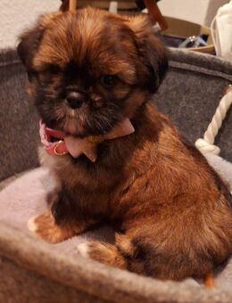 Shih-Tzu/ Malteser - Kerpen (Kolpingstadt) Zentrum