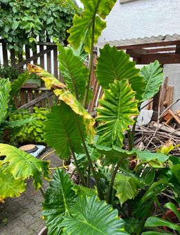 Elefantenohr (Alocasia macrorrhiza) - Bischofsheim