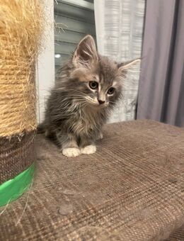 Reinrassige Mainecoon Kitten suchen neues zu Hause - Norken