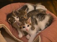 Kitten suchen neues Zuhause - Bretzenheim