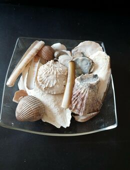 Muscheln Inkl. Glasschale - Essen
