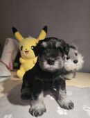 Zwergschnauzer Welpe Schwarz und Silber Rüde in 38154