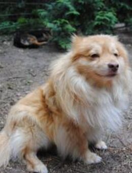 freundlicher Miko sucht liebe Familie - Berlin