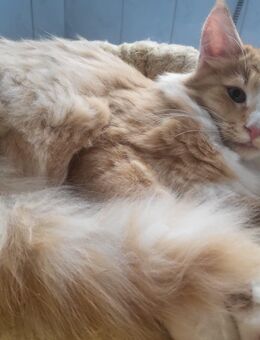 Norwegisches Waldkätzlein vom Schiltwald Norsk Skogkatt Büsi Katze Kater Cat Norwerger Kitten NFO - Inwil