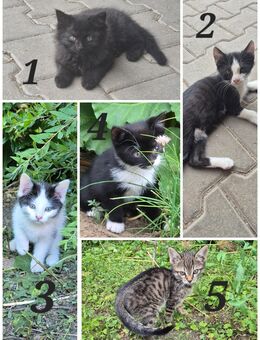 Katzenbabys - Lauterhofen
