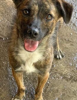 Benita sucht ein Zuhause - Egestorf