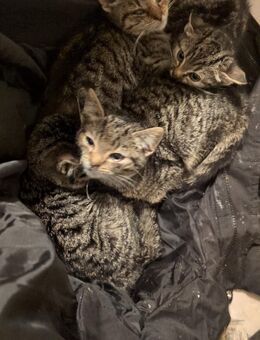 Wildkatzen suchen Zuhause - Halver