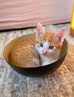 Kitten, Kater, Katze abzugeben in liebevolle Hände - Marburg