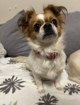 🌸 Marlenka 2-jährige Chihuahua -Pekin - Kassel