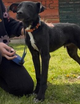 SIRIUS - freundlich, offen, lieb - Linden (Hessen)