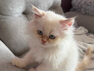 Perserkitten mit Nase - Leonberg Zentrum